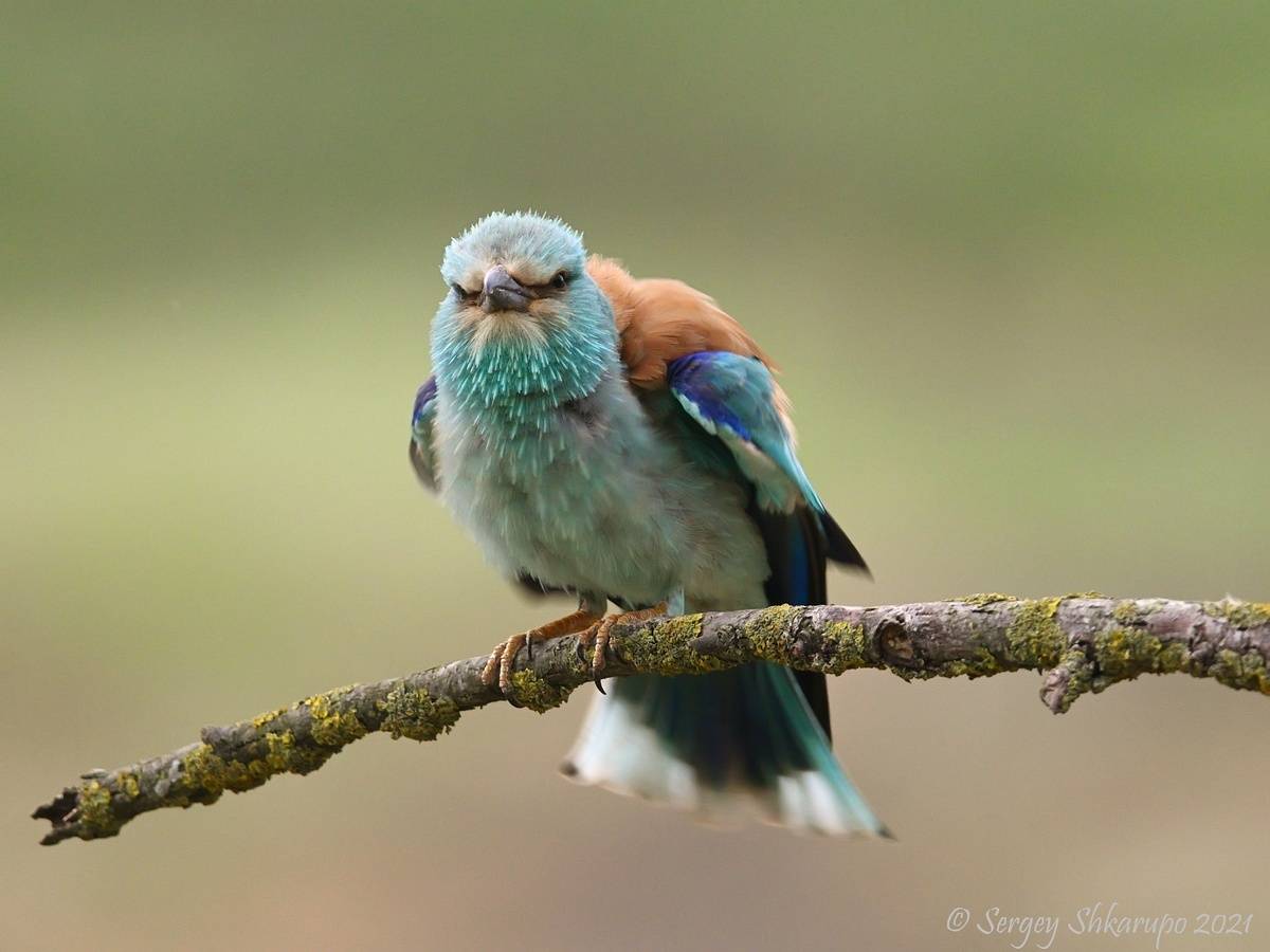 Сердитая сизоворонка. Автор: Сергей Шкарупо , Сергей Шкарупо