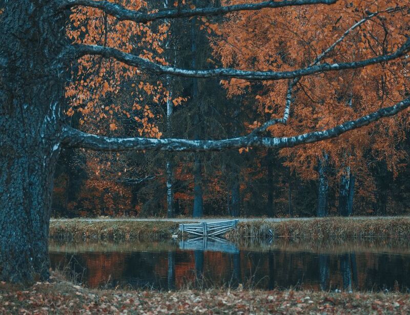 берёза, берёзы, вода, пруд, парк, павловск глубокая осень фото превью