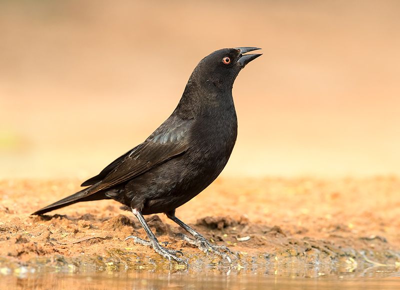 bronzed cowbird, красноглазый коровий трупиал,  трупиал, texas Female Bronzed Cowbird - Cамка Красноглазый коровий трупиалphoto preview