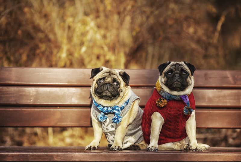 Красивые мопсыphoto preview