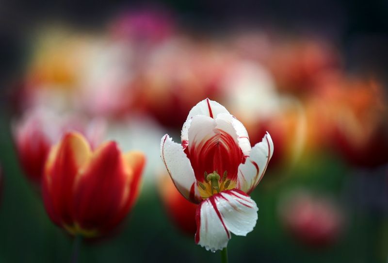 тюльпаныphoto preview