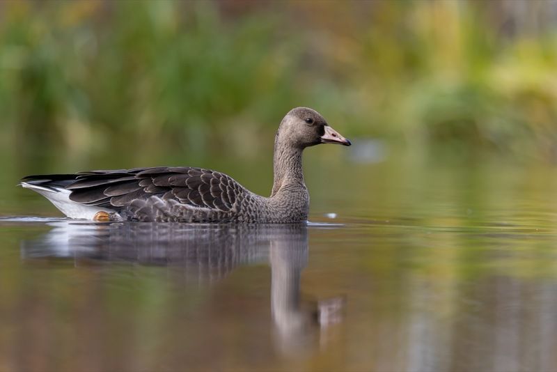 гусь, белолобый гусь, птицы Белолобый гусьphoto preview