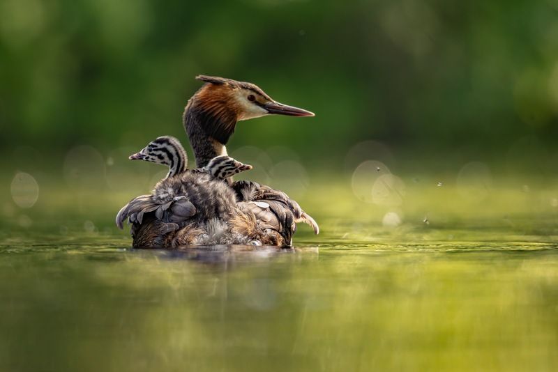 чомга, птенцы, птицы, поганка, большая поганка  фото превью