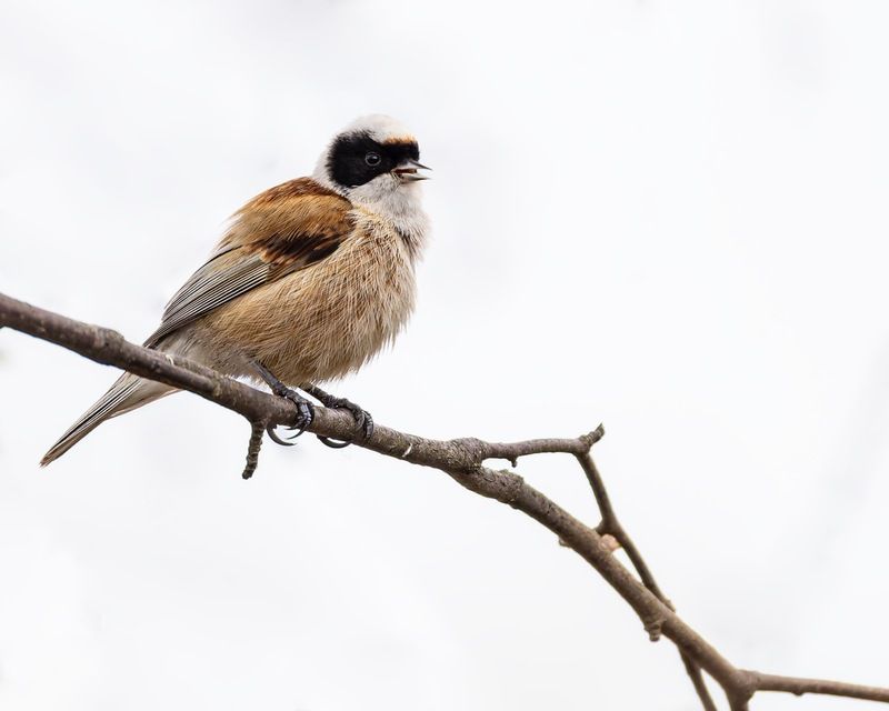 ремез, птицы Обыкновенный ремезphoto preview