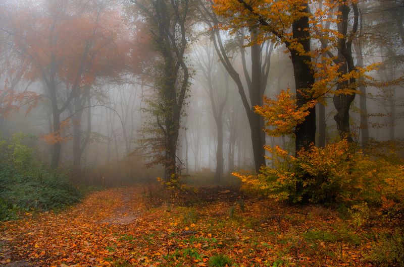 осень ***photo preview