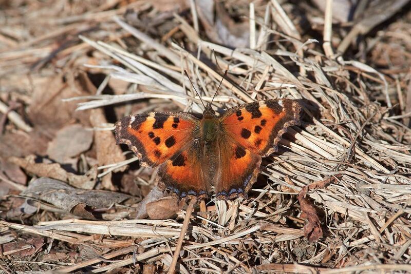 Многоцветница Чёрно-Рыжая, Nymphalis xanthomelas, Многоцветница Чёрно-Рыжаяphoto preview
