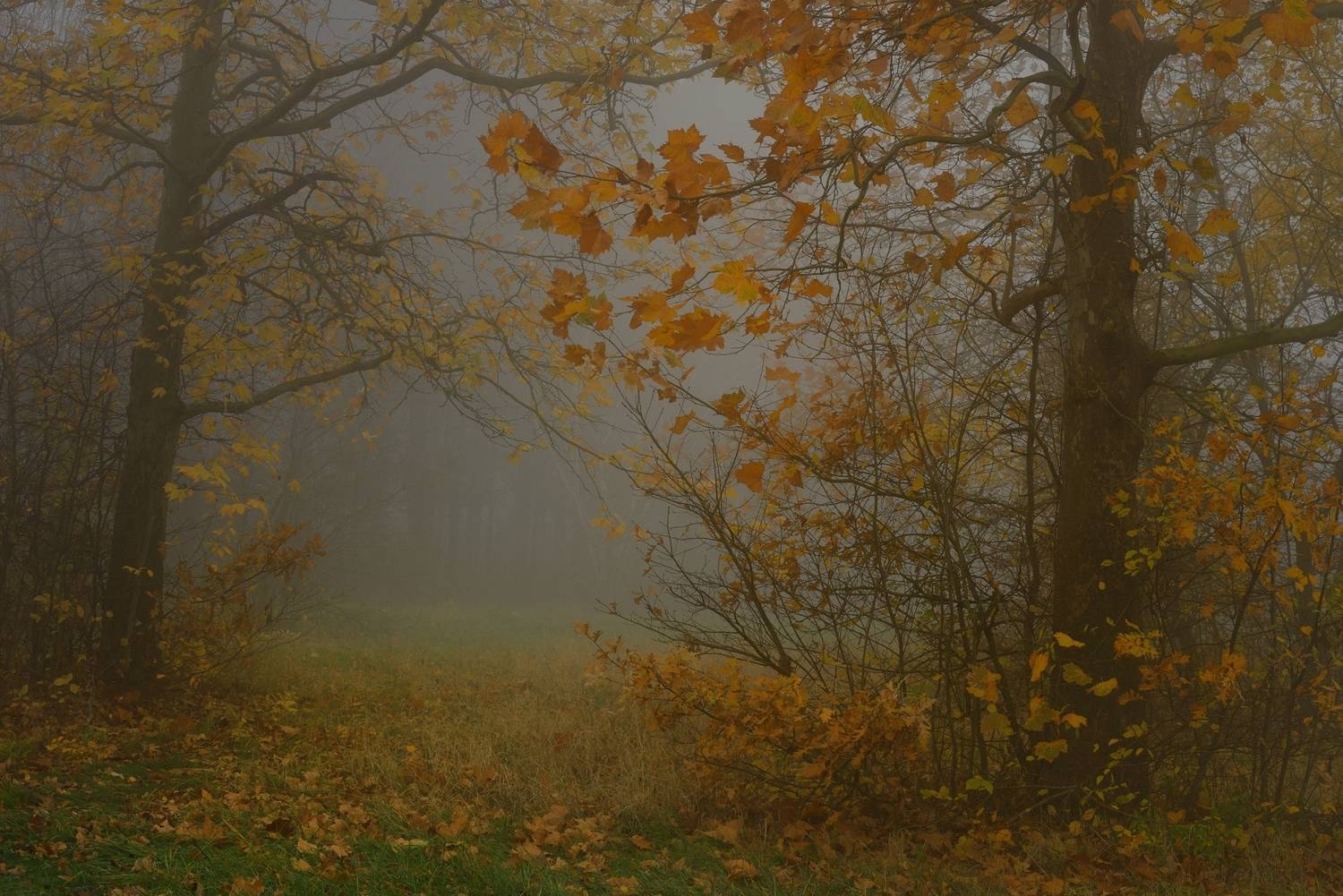 Туманное утро. Автор: Александр Жарников осень листва утро лес туман, Александр Жарников