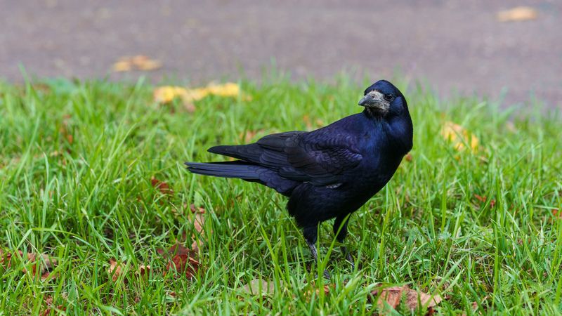 Грачphoto preview