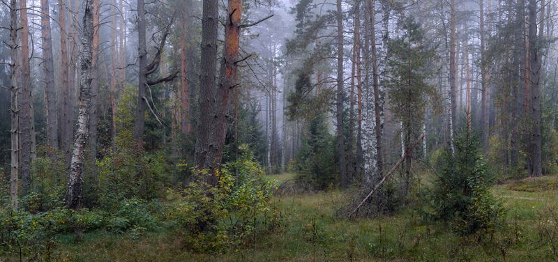 утро туман лес сентябрь серково вязниковский р-он Утренний лес после дождя.photo preview