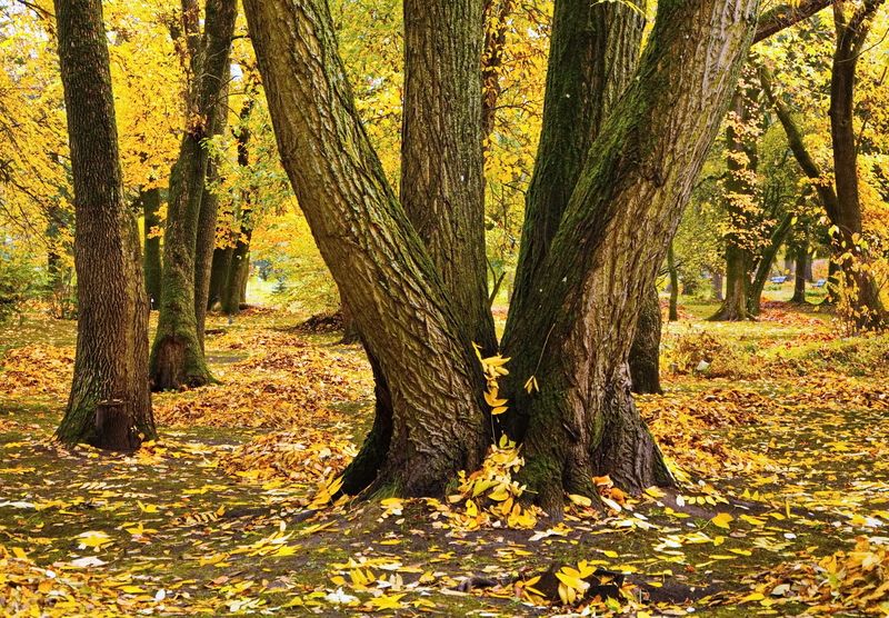 осень, витебск ***photo preview