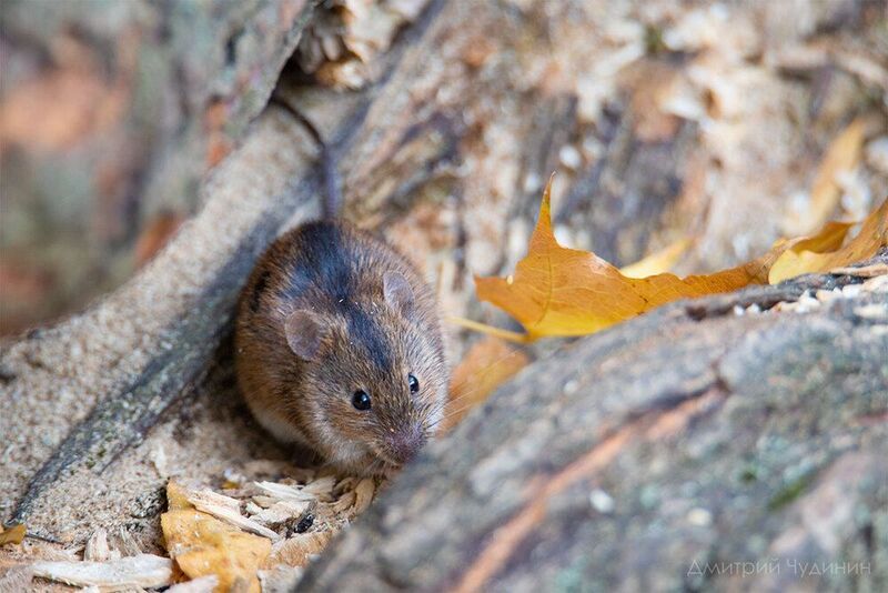 Полевая мышь фото превью