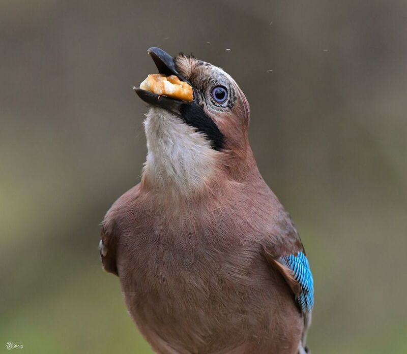 Сойка и орех)photo preview