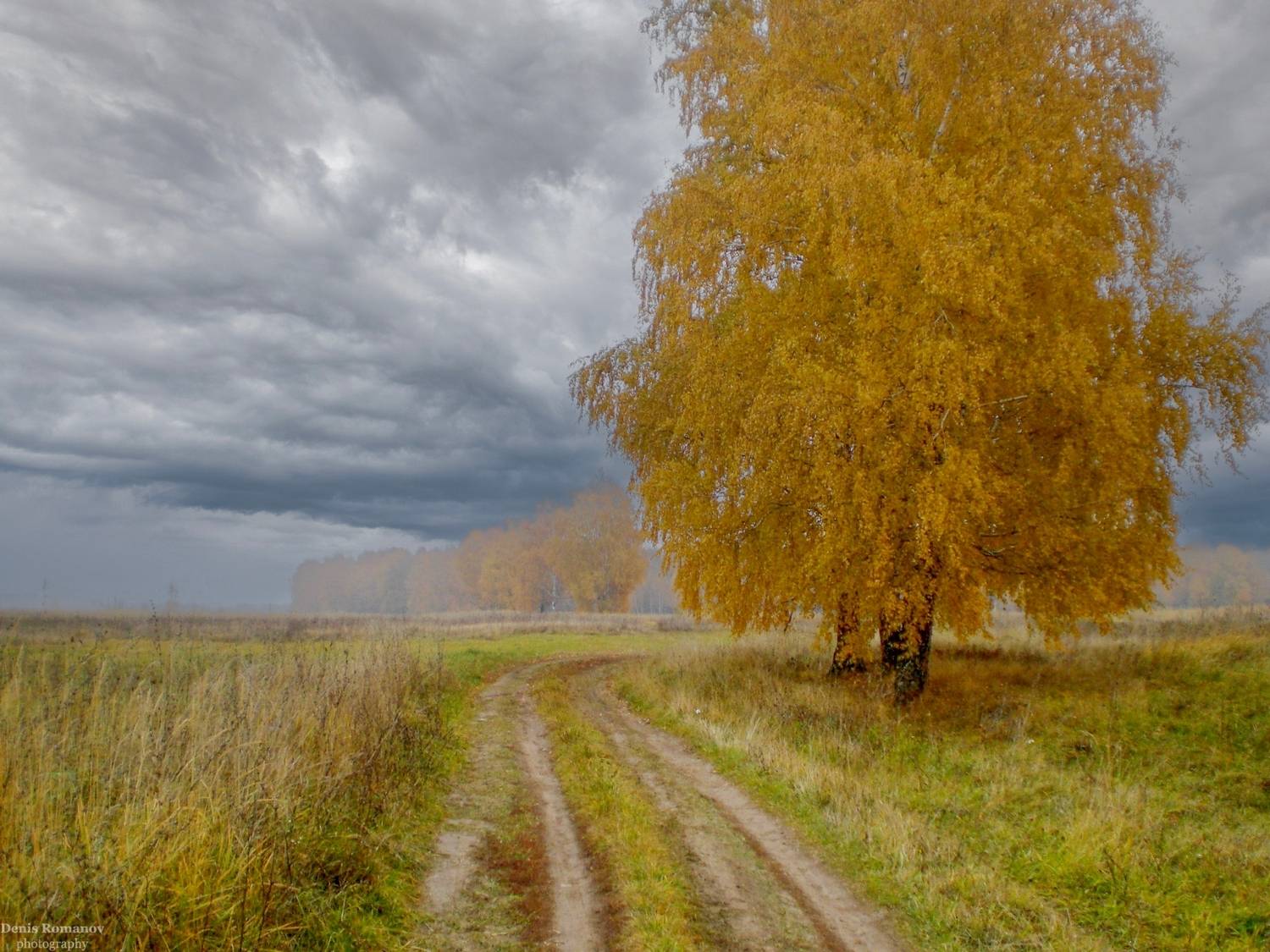 nature, природа, autumn, осень, лес, forest, Denis Romanov