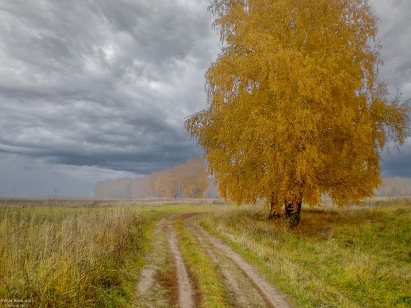 nature, природа, autumn, осень, лес, forest ***photo preview