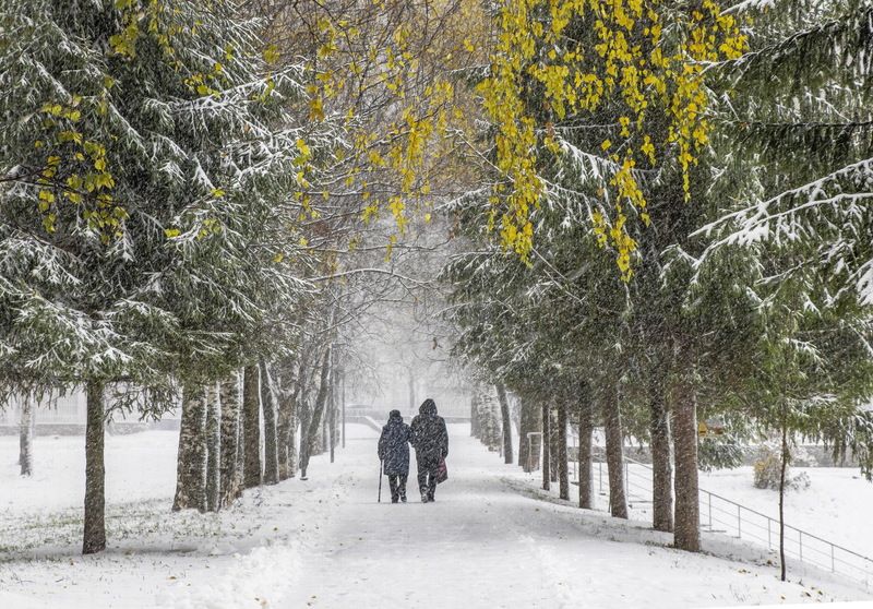 киров, парк им.кирова, осень, снегопад, аллея Мы рядом с тобою идемphoto preview