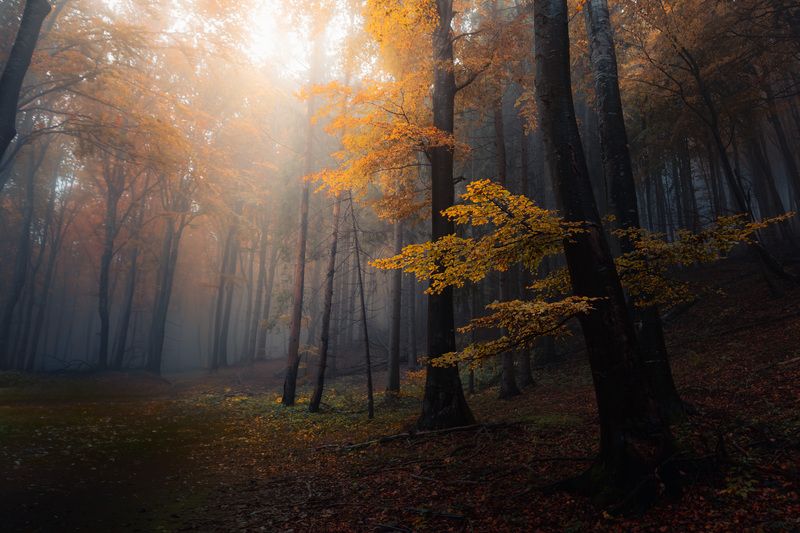 Autumn flowersphoto preview