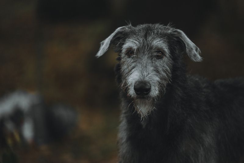 Ричардphoto preview