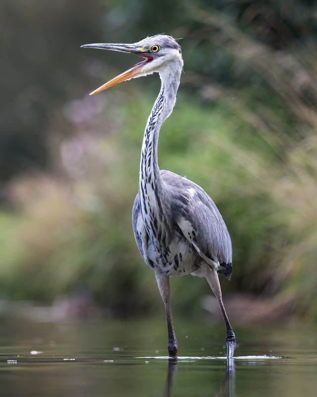 Серая цапля (Ardea cinerea) photo preview
