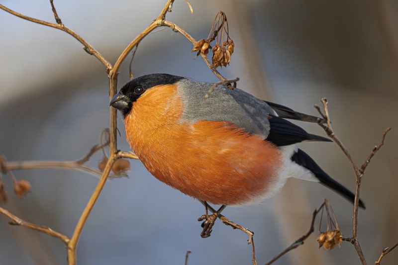 снегирь, птицы, зима photo preview
