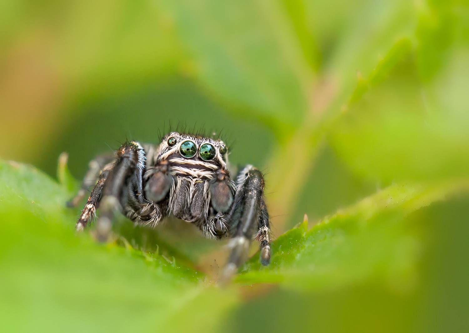***. Автор: Олег Тыркин макро паук насекомое, Олег Тыркин