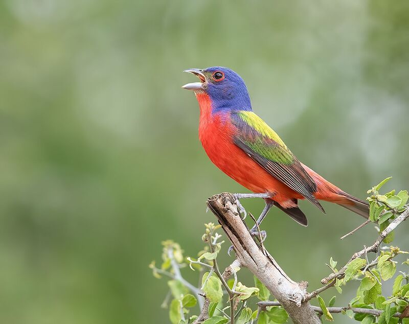 painted bunting, расписной овсянковый кардинал, кардинал, cardinal, texas Painted bunting male - Расписной овсянковый кардиналphoto preview