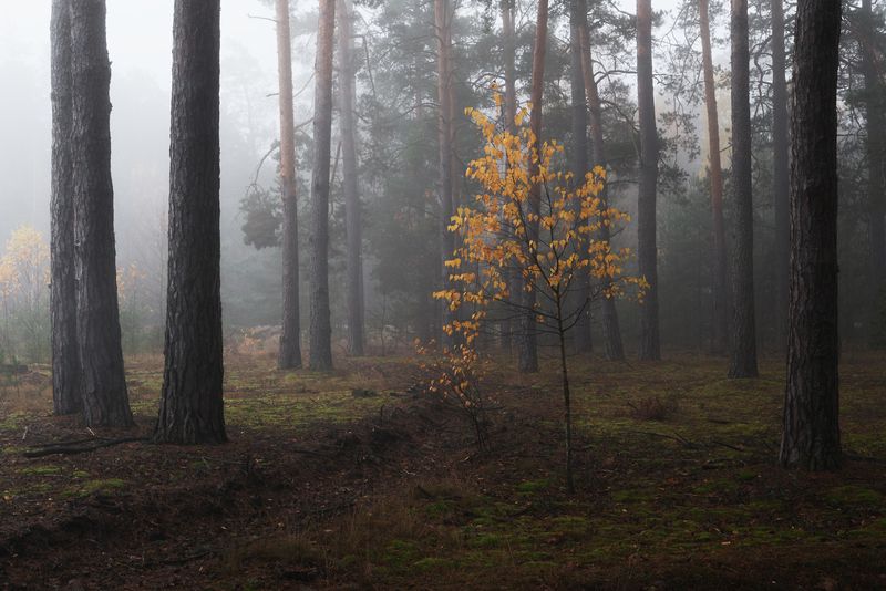 В лесу ноябрьphoto preview
