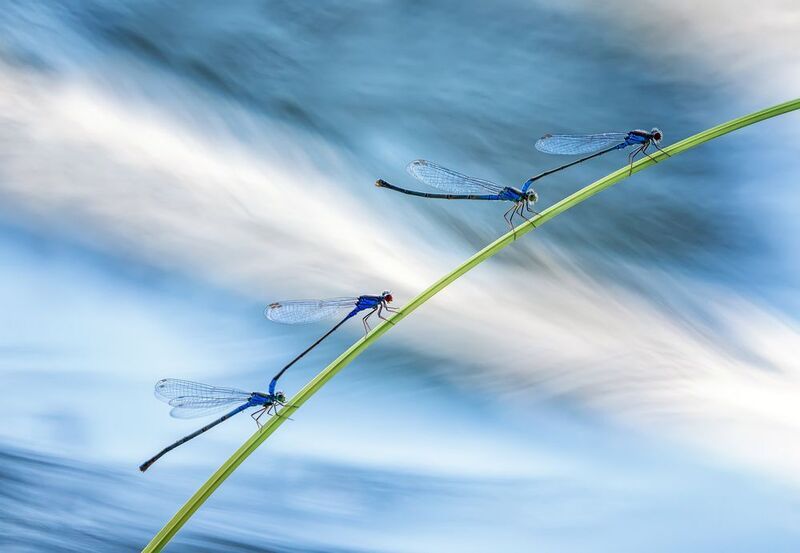 Акварельная фото превью