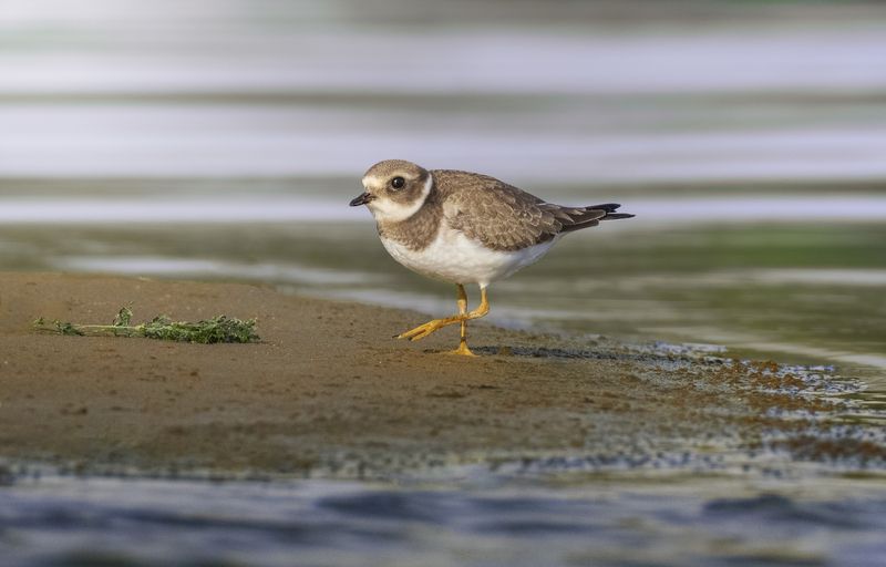 галстучник, ringed plover, Charadrius hiaticula, птица, shorebird, дикая природа, пляж, берег реки, песчаный берег, галечный берег, ржанкообразные, прилётная птица, wildlife, bird, birdwatching, shore habitat, natural habitat, птицы России Юный галстучник / Ringed Plover / Charadrius hiaticulaphoto preview