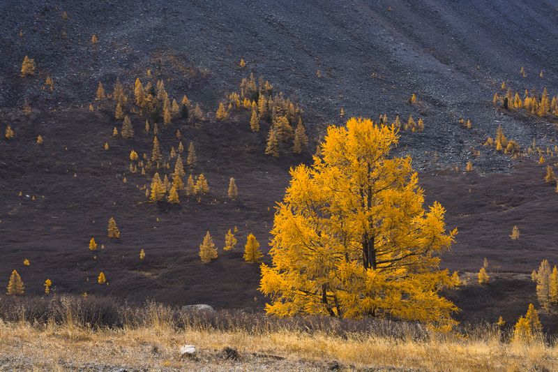 россия, горный алтай, лиственницы, осень Лиственницаphoto preview