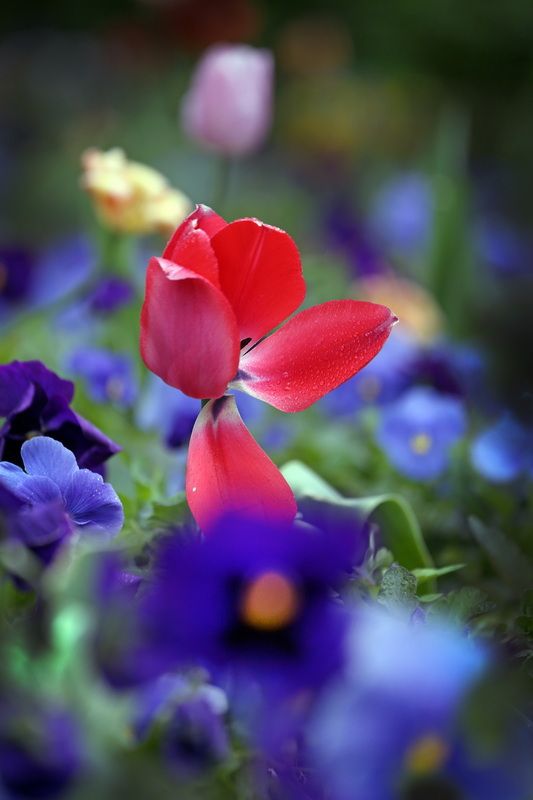 тюльпаныphoto preview