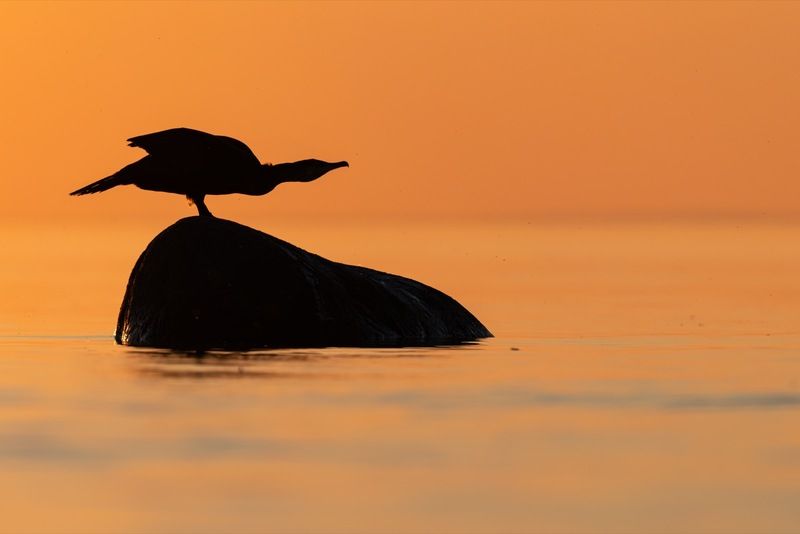 баклан, балтика, финский залив, птицы К взлету готов!photo preview