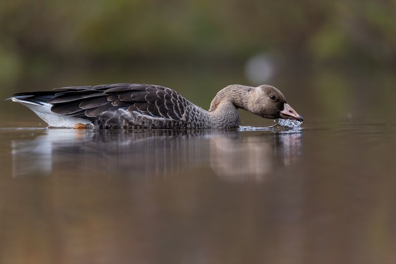 гусь, белолобый гусь, птицы photo preview