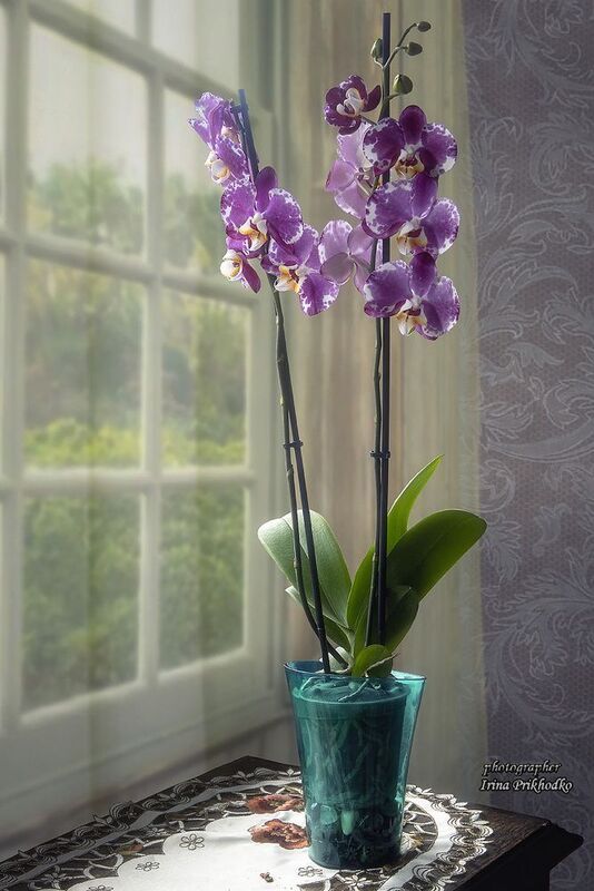 натюрморт, цветы, орхидеи, фаленопсис Орхидея фаленопсис у окнаphoto preview