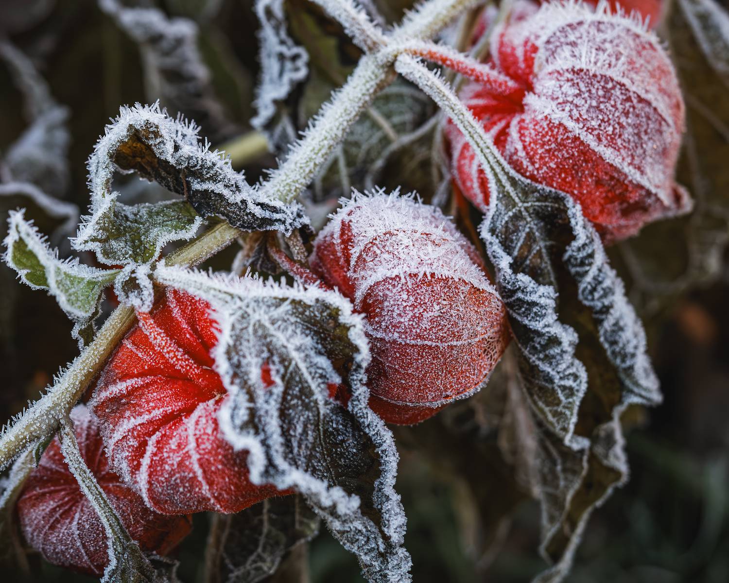 Зима близко... Автор: Ворожцова Марина Мороз осень физалис зимаблизко макро, Ворожцова Марина