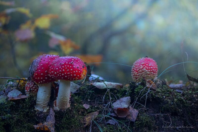 мухомор, мухоморы, грибы, лес Мухоморыphoto preview