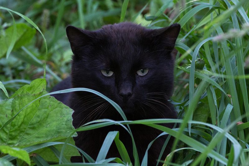 Не только в джунглях есть пантеры...photo preview