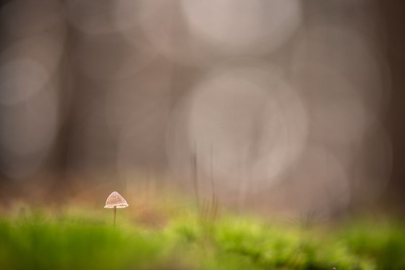 грибы, свет, россия, воронеж,  осень, nikon d850, carl zeiss makro-planar t* 100mm f/2 zf.2 Уже ноябрь...photo preview