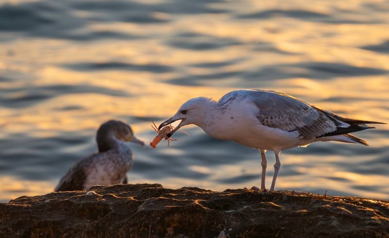 Трапезаphoto preview