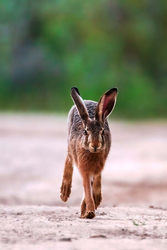 *** фото превью
