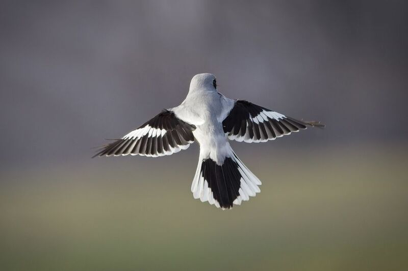 #wildlife #bird Gray shrikephoto preview