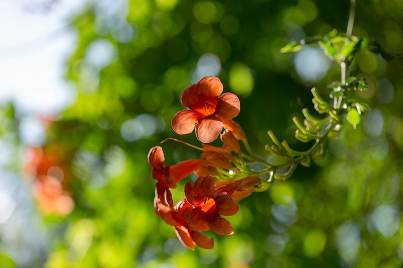 Лиана.photo preview