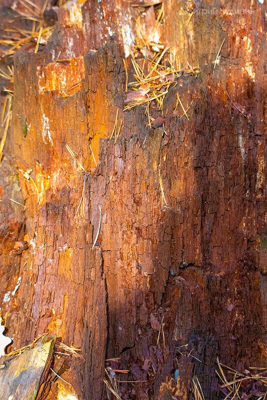 Гнилой пень фото превью