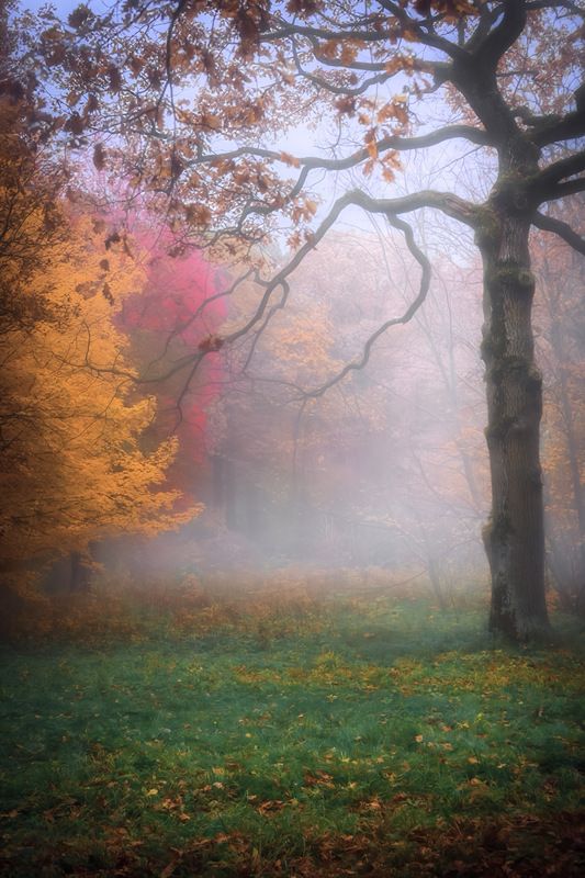 пейзаж, landscape, nature, природа, осень, autumn, золотаяосень, goldatum, лес, forest, туман ***photo preview