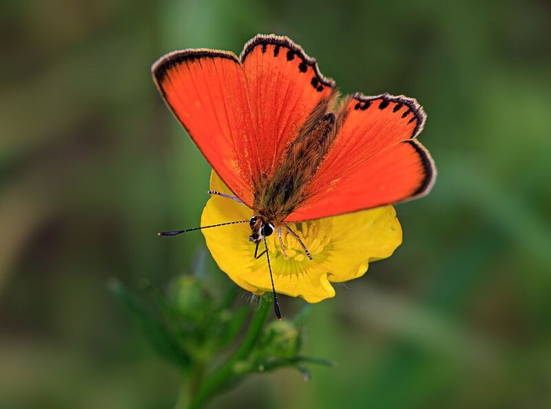 насекомые, бабочка, голубянка, червонец, огненный, лето, июнь Червонец огненный фото превью