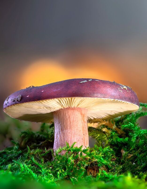 Сыроежкаphoto preview