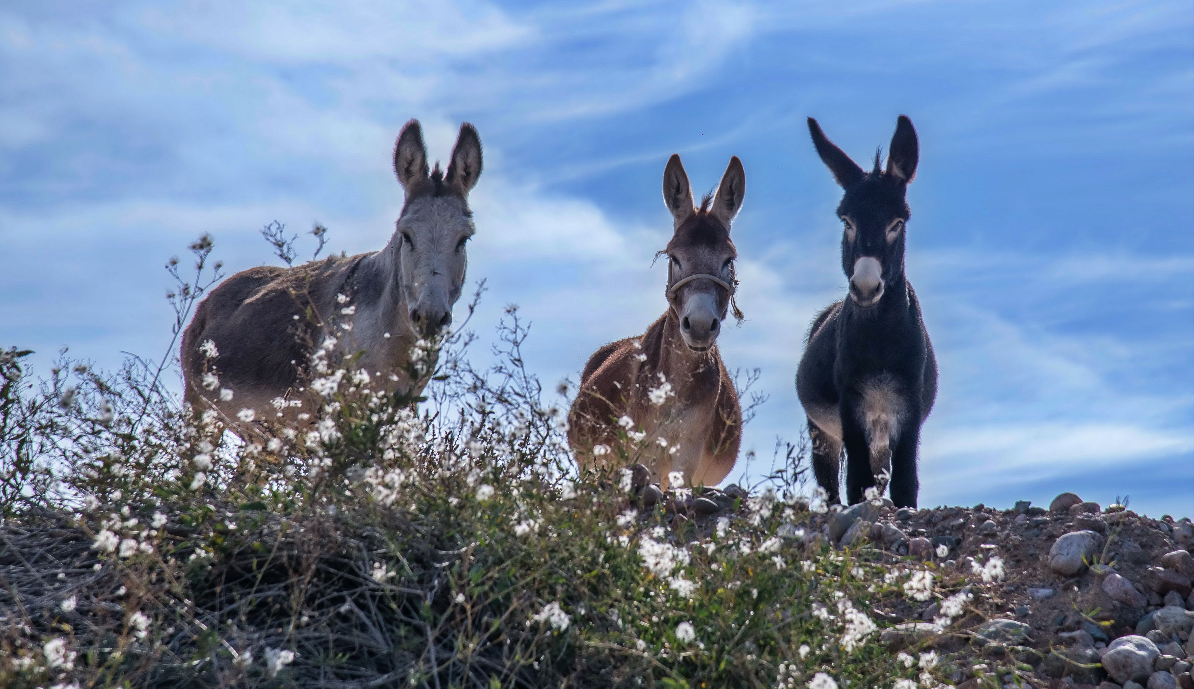 ослики Любопытныеphoto preview