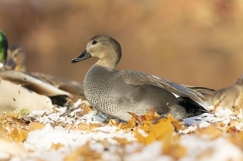 серая утка, утка, птицы, красная книга Серая уткаphoto preview