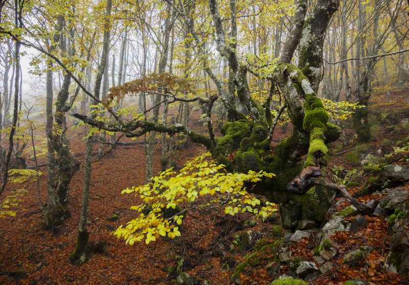 photography, mountain, autumn, flower, landscape, photo, awakening, flowers, land, landmark, lands, dramatic ligth, ligth, mountains The Monsterphoto preview