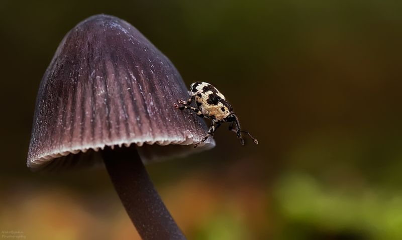 макро, природа, грибы, осень, насекомые, долгоносик, macro, nature, mushrooms, autumn, insects, weevil, Thamiocolus sahlbergiphoto preview