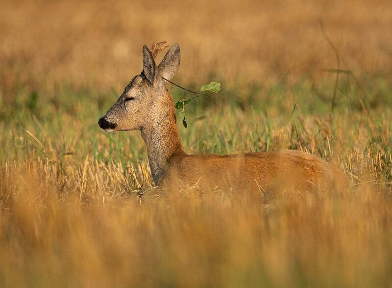 косуля, дикие животные, Отдыхphoto preview